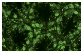 MafF/G/K (H-100): sc-22831. Immunofluorescence staining of normal mouse intestine frozen section showing nuclear staining.