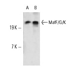 MafF/G/K (H-100): sc-22831. Western blot analysis of MafF/G/K expression in K-562 (A) and Sol8 (B) nuclear extracts.