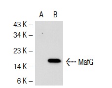 MafF/G/K (H-100): sc-22831. Western blot analysis of MafF/G/K expression in non-transfected: sc-117752 (A) and mouse MafF/G/K transfected: sc-125574 (B) 293T whole cell lysates.