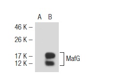 MafF/G/K (H-100): sc-22831. Western blot analysis of MafG expression in non-transfected: sc-117752 (A) and mouse MafG transfected: sc-125575 (B) 293T whole cell lysates.