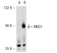 MBD1 (M-254): sc-10751. Western blot analysis of MBD1 expression in non-transfected: sc-117752 (A) and mouse MBD1 transfected: sc-121538 (B) 293T whole cell lysates.