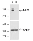 MBD3 siRNA (h): sc-35867. Western blot analysis of MBD3 expression in non-transfected control (A) and MBD3 siRNA transfected (B) HeLa cells. Blot probed with MBD3 (C-18): sc-9402. GAPDH (FL-335): sc-25778 used as specificity and loading control.