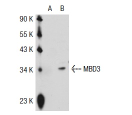 MBD3 (C-18): sc-9402. Western blot analysis of MBD3 expression in non-transfected: sc-117752 (A) and human MBD3 transfected: sc-115968 (B) 293T whole cell lysates.