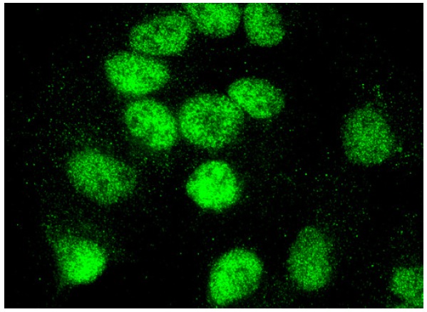 MBD3 (C-18): sc-9402. Immunofluorescence staining of formalin-fixed HepG2 cells showing nuclear localization.