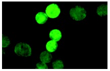 MEF-2 (C-21): sc-313. Immunofluorescence staining of methanol-fixed K-562 cells showing nuclear localization.