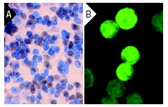 MEF-2 (C-21): sc-313. Immunoperoxidase staining of formalin fixed, paraffin-embedded mouse brain tissue showing nuclear localization(A). Immunofluorescence staining of methanol-fixed K-562 cells showing nuclear localization (B).
