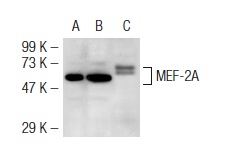 MEF-2 (C-21): sc-313. Western blot analysis of MEF-2 expression in non-transfected 293T: sc-117752 (A), mouse MEF-2 transfected 293T: sc-127140 (B) and NIH/3T3 (C) whole cell lysates.