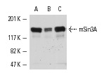 mSin3A (AK-11): sc-767. Western blot analysis of mSin3A expression in HeLa (A), Jurkat (B) and K-562 (C) whole cell lysates.