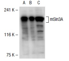mSin3A (AK-11): sc-767. Western blot analysis of mSin3A expression in non-transfected 293T: sc-117752 (A), human mSin3A transfected 293T: sc-117062 (B) and SK-N-SH (C) whole cell lysates.