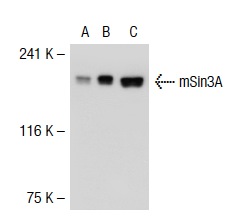 mSin3A (G-11): sc-5299. Western blot analysis of mSin3A expression in non-transfected 293T: sc-117752 (A), human mSin3A transfected 293T: sc-117062 (B) and SK-N-SH (C) whole cell lysates.
