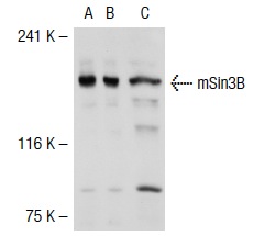 mSin3B (AK-12): sc-768. Western blot analysis of mSin3B expression in non-transfected 293T: sc-117752 (A), human mSin3B transfected 293T: sc-116734 (B) and HeLa (C) whole cell lysates.
