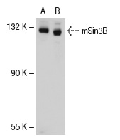 mSin3B (AK-12): sc-768. Western blot analysis of mSin3B expression in non-transfected: sc-117752 (A) and mouse mSin3B transfected: sc-121802 (B) 293T whole cell lysates.