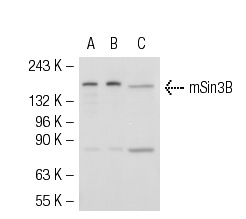 mSin3B (AK-12): sc-768. Western blot analysis of mSin3B expression in non-transfected 293T: sc-117752 (A), human mSin3B transfected 293T: sc-116734 (B) and HeLa (C) whole cell lysates.