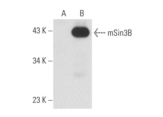 mSin3B (AK-12): sc-768. Western blot analysis of mSin3B expression in non-transfected: sc-117752 (A) and human mSin3B transfected: sc-112047 (B) 293T whole cell lysates.