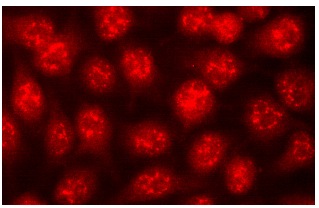 mSin3B (AK-12): sc-768. Immunofluorescence staining of methanol-fixed HeLa cells showing nuclear localization.