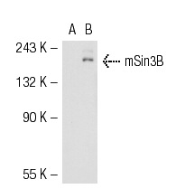 mSin3B (A-20): sc-996. Western blot analysis of mSin3B expression in non-transfected: sc-117752 (A) and human mSin3B transfected: sc-116734 (B) 293T whole cell lysates.