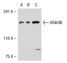 mSin3B (H-4): sc-13145. Western blot analysis of mSin3B expression in non-transfected 293T: sc-117752 (A), human mSin3B transfected 293T: sc-116734 (B) and HeLa (C) whole cell lysates.