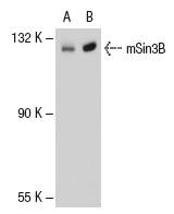 mSin3B (H-4): sc-13145. Western blot analysis of mSin3B expression in non-transfected: sc-117752 (A) and mouse mSin3B transfected: sc-121802 (B) 293T whole cell lysates.