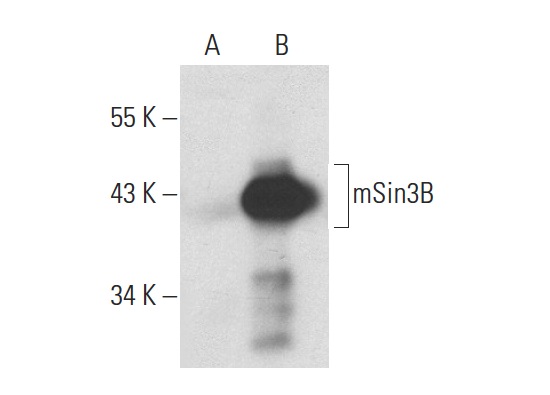 mSin3B (H-4): sc-13145. Western blot analysis of mSin3B expression in non-transfected: sc-117752 (A) and human mSin3B transfected: sc-112047 (B) 293T whole cell lysates.
