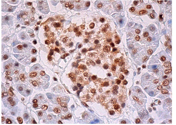 MTA2 (C-20): sc-9447. Immunoperoxidase staining of formalin fixed, paraffin-embedded human pancreas tissue showing nuclear staining of glandular cells and nuclear and cytoplasmic staining of Islets of Langerhans.
