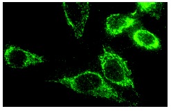 DJ-1 (N-20): sc-27004. Immunofluorescence staining of methanol-fixed SK-N-SH cells showing cytoplasmic localization.