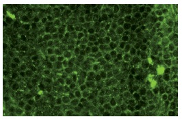 DJ-1 (FL-189): sc-32874. Immunofluorescence staining of normal mouse lymph node frozen section showing cytoplasmic staining.
