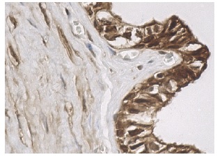 DJ-1 (FL-189): sc-32874. Immunoperoxidase staining of formalin fixed, paraffin-embedded human testis tissue showing nuclear and cytoplasmic staining of cells in seminiferous ducts.