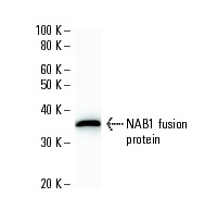 NAB1 (2607C2a): sc-81565 Western Blot analysis of human recombinant NAB1 fusion protein.