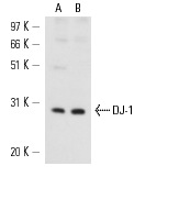 DJ-1 (D-4): sc-55572. Western blot analysis of DJ-1 expression in BT-20 (A) and HeLa (B) whole cell lysates.
