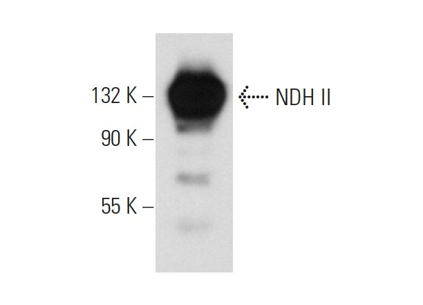 NDH II (H-300): sc-66997. Western blot analysis of NDH II expression in HeLa nuclear extract.