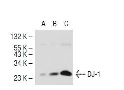 DJ-1 (D-4): sc-55572. Western blot analysis of DJ-1 expression in non-transfected 293T: sc-117752 (A), mouse DJ-1 transfected 293T: sc-125250 (B) and SK-N-SH (C) whole cell lysates.
