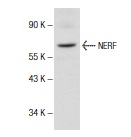 NERF (V-19): sc-6829. Western blot analysis of NERF expression in K-562 nuclear extract.