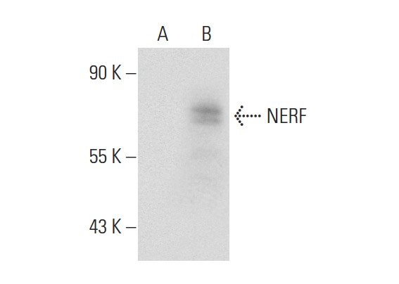 NERF (V-19): sc-6829. Western blot analysis of NERF expression in non-transfected: sc-117752 (A) and human NERF transfected: sc-170205 (B) 293T whole cell lysates.