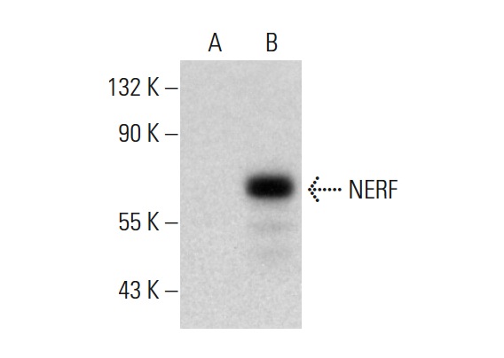 NERF (V-19): sc-6829 (F300). Western blot analysis of NERF expression in non-transfected: sc-117752 (A) and human NERF transfected: sc-170205 (B) 293T whole cell lysates.