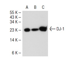 DJ-1 (A-9): sc-55573. Western blot analysis of DJ-1 expression in non-transfected 293T: sc-117752 (A), mouse DJ-1 transfected 293T: sc-125250 (B) and SK-N-SH (C) whole cell lysates.