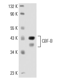 NF-YA (G-2): sc-17753. Western blot analysis of NF-YA expression in NIH/3T3 whole cell lysate.