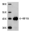 NF-YA (G-2): sc-17753. Western blot analysis of human recombinant NF-YA fusion protein.