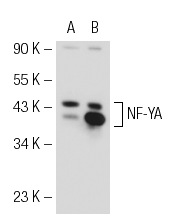 NF-YA (G-2): sc-17753. Western blot analysis of NF-YA expression in non-transfected: sc-117752 (A) and mouse NF-YA transfected: sc-122034 (B) 293T whole cell lysates.