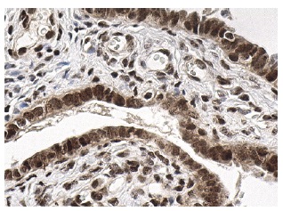 NF-YA (G-2): sc-17753. Immunoperoxidase staining of formalin fixed, paraffin-embedded human fallopian tube tissue showing nuclear staining of glandular cells.