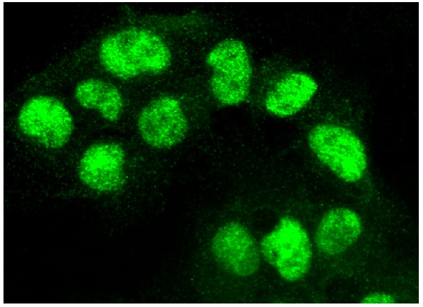 NF-YA (G-2): sc-17753. Immunofluorescence staining of formalin-fixed HepG2 cells showing nuclear localization.
