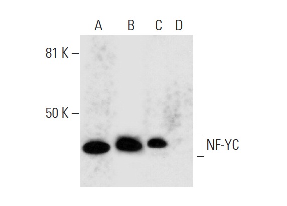 NF-YC (C-2): sc-390861. Western blot analysis of NF-YC expression in K-562 (A), A-673 (B), HeLa (C) and NIH/3T3 (D) nuclear extracts. Note lack of reactivity in lane D.