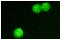 NF-E2 (C-19): sc-291. Immunofluorescence staining of methanol-fixed K-562 cells showing nuclear staining.