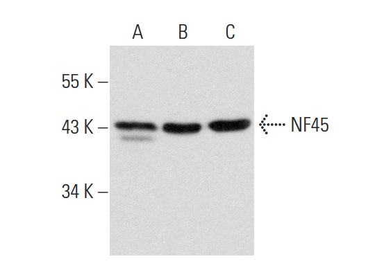NF45 (G-3): sc-365068. Western blot analysis of NF45 expression in HeLa (A) and Jurkat (B) whole cell lysates and Jurkat nuclear extract (C).