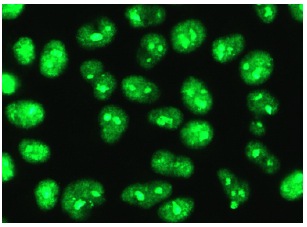 NF45 (H-4): sc-365283. Immunofluorescence staining of methanol-fixed HeLa cells showing nucleolar and nuclear localization.