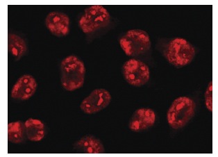 NF45 (A-8): sc-271718. Immunofluorescence staining of methanol-fixed HeLa cells showing nucleolar and nuclear localization.