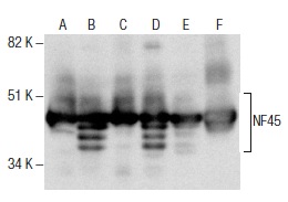 NF45 (A-8): sc-271718. Western blot analysis of NF45 expression in Jurkat (A), HeLa (B), K-562 (C), Hep G2 (D) and NIH/3T3 (E) nuclear extracts and rat spleen tissue extract (F).