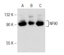 NF90 (21): sc-136197. Western blot analysis of NF90 expression in Hep G2 (A), WI 38 (B) and HeLa (C) whole cell lysates.