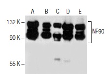NF90 (21): sc-136197. Western blot analysis of NF90 expression in Hep G2 (A), HeLa (B), WI 38 (C) and Jurkat (D) nuclear extracts and Jurkat whole cell lysate (E).