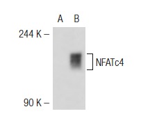 NFATc4 (L-9): sc-32985. Western blot analysis of NFATc4 expression in non-transfected: sc-117752 (A) and mouse NFATc4 transfected: sc-122039 (B) 293T whole cell lysates.