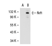 Nrf1 (H-285): sc-13031. Western blot analysis of Nrf1 expression in non-transfected: sc-117752 (A) and human Nrf1 transfected: sc-111140 (B) 293T whole cell lysates.